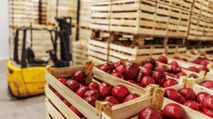 Crates of red delicious apples in them inside commercial walk-in cooler. Hand truck in background.